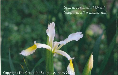 4112 - Spuria rescued here, up to 3ft 6 inches tall